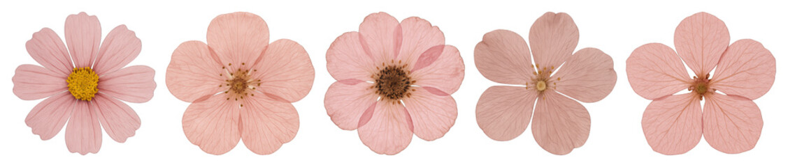Fototapeta premium PNG Delicate pink cosmos flowers aligned, transparent background