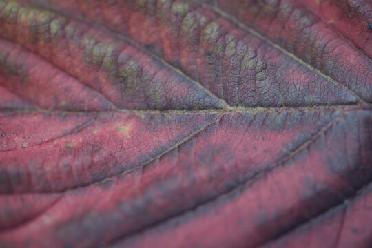 close up of red autumn leaf with vein pattern background