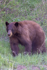 Fototapeta premium Black Bear in Yellowstone National Park Wyoming in Springtime