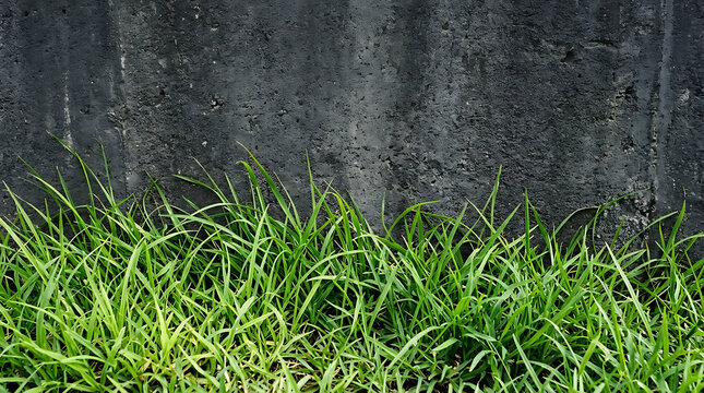 Green grass growing against a dark gray wall