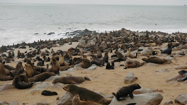 Cape cross seal colony on the skeleton coast of namibia in southern africa with a crowd of wild animals on the beach