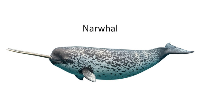 Realistic Illustration of an Arctic Narwhal Swimming with Its Signature Spiral Tusk Isolated on a Clean White Background