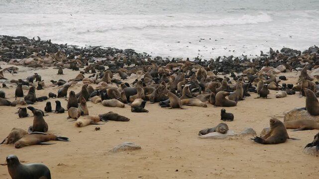 Cape cross seal colony on the skeleton coast of namibia in southern africa with a crowd of wild animals on the beach