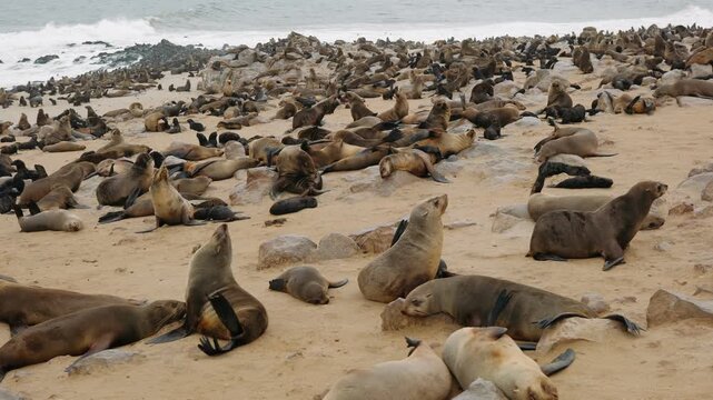 Cape fur seal colony on a sand beach at cape cross seal reserve in namibia