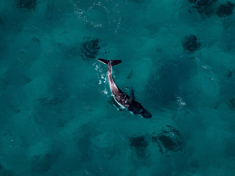 Aerial view of a humpback whale swimming in the clear turquoise waters of Cheynes Beach, Cheynes, Western Australia, Australia.
