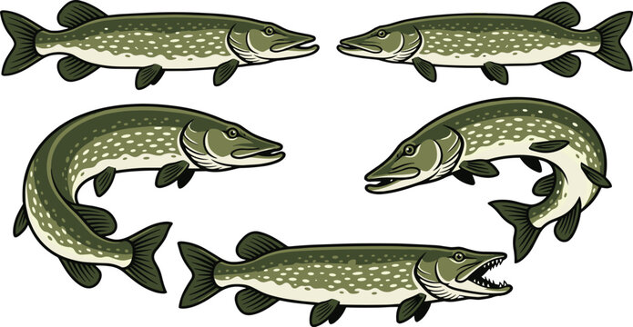 Northern Pike Fish Collection Freshwater Fishing Vector Set
