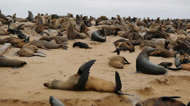 Large colony of fur seals on a sand beach at cape cross seal reserve in namibia, africa