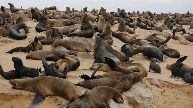 Cape cross seal colony on the skeleton coast of namibia in southern africa with a crowd of wild animals on the beach