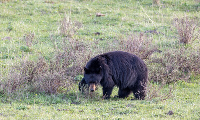 Fototapeta premium Black Bear in Yellowstone National Park Wyoming in Springtime
