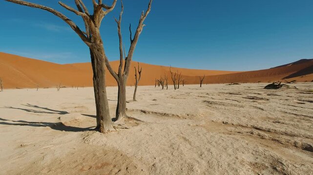 Dead trees in deadvlei, sossusvlei, namib naukluft national park, namibia