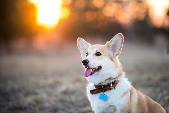 Corgi portrait at sunset