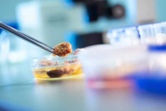 Close up of food sample testing in laboratory quality control and safety inspection. Food safety control, focus on sample and equipment. Clean environment.