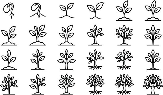 Detailed vector illustration showing the complete biological life cycle of a growing plant from a tiny seed to a fully developed tree with many leaves