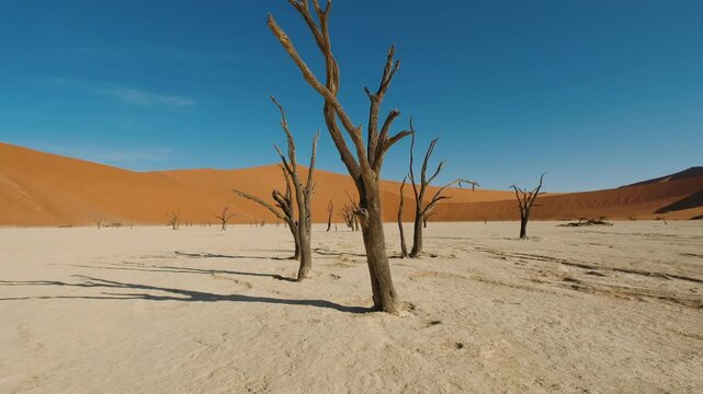 Deadvlei in sossusvlei, namib desert, namibia, africa. Iconic dead trees on the white clay pan surrounded by red sand dunes