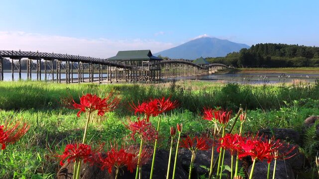 鶴の舞橋と津軽富士見湖と岩木山とヒガンバナ