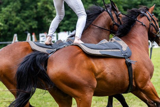 Equestrian vaulter performs balancing exercise standing barefoot moving horse pair during outdoor demonstration. Athletic training harmony coordination confidence horsemanship balance and teamwork
