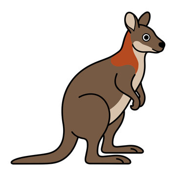 Red-Necked Wallaby