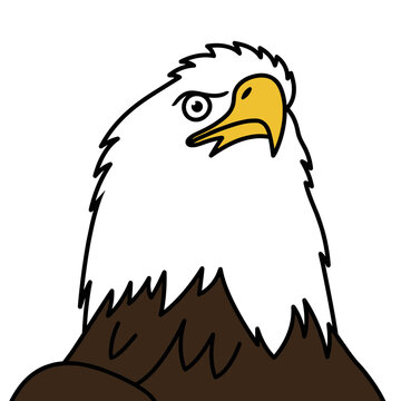 Northern Bald Eagle Head