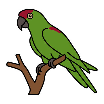 Thick-Billed Parrot