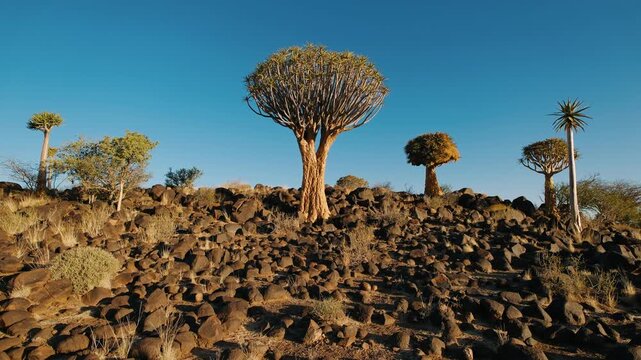 Quiver tree forest on a rocky hill in keetmanshoop, namibia, under a clear blue sky during sunset