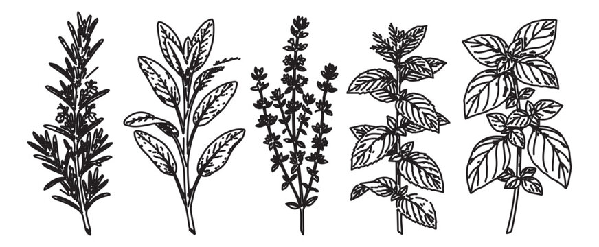 Vintage hand drawn culinary herbs vector set, black and white botanical sketches of rosemary sage thyme oregano and basil, organic garden herb illustrations