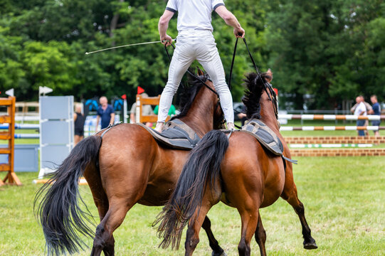 Equestrian vaulter balances barefoot two moving horses outdoor vaulting performance competition arena. Athletic demonstration teamwork coordination horsemanship confidence balance riding skills