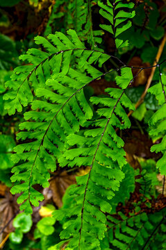 Western Maidenhair Fern (Adiantum aleuticum)
