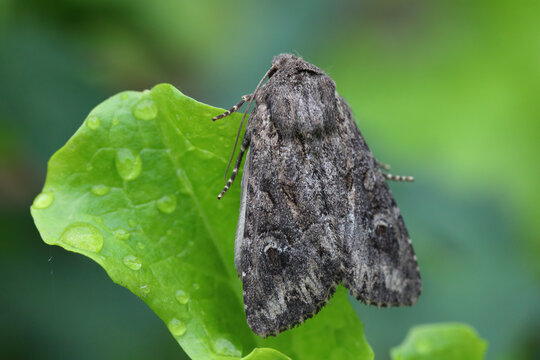 Apamea anceps, the large nutmeg, a moth of the family Noctuidae. The larvae feed on the flowers and leaves of various grasses and cereals.