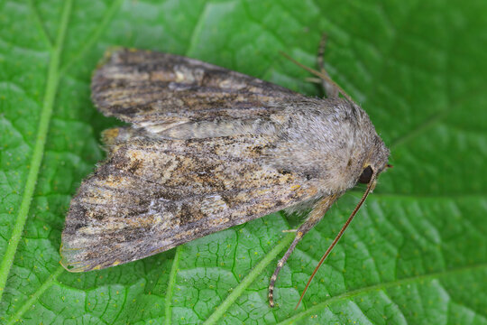 Dry grass-scrub owl, Woodland scrub owl. Apamea anceps, the large nutmeg, is a moth of the family Noctuidae.