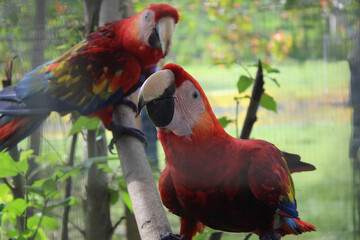 two vibrant scarlet macaws perched together on a branch  © Francisco