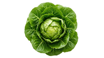 Obraz premium Fresh green lettuce head isolated on black background