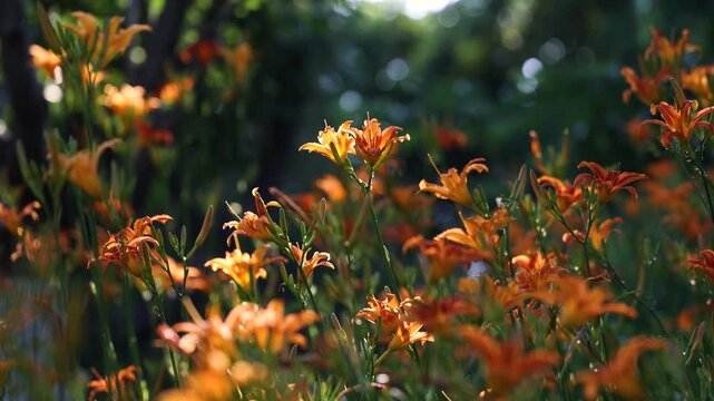 Large-flowered daylilies, blooming in the park.