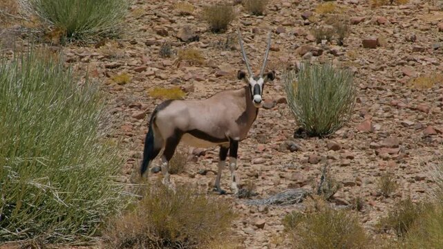 Gemsbok oryx with long horns standing in its natural habitat in namibia. The wild animal walks in the dry, rocky savanna landscape