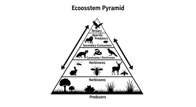 Ecosystem Pyramid Diagram with Trophic Levels and Wildlife Icons