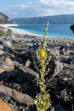 A yellow cowtail flower blooming against the backdrop of Lake Salda&rsquo;s enchanting turquoise waters and rocky shoreline.