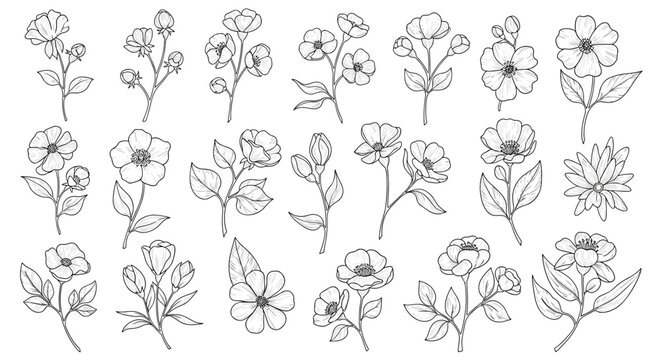 Large collection of hand-drawn floral sketches featuring different types of flowers, buds, and leaves in black line art style.
