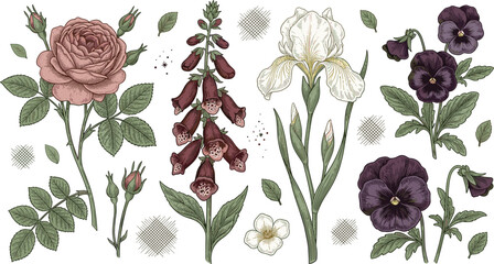 Set of vintage hand drawn botanical flower vector illustrations featuring detailed rose foxglove iris pansies and garden elements in classical sketch style © MdAbusufian