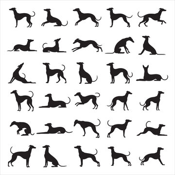 Elegant running sighthound whippet profile silhouette capturing