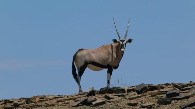 Gemsbok oryx standing on a rocky hill in namibia against a blue sky background