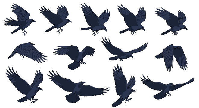 Animation sprite sheet showing the flying sequence of a dark crow or raven against a white background for games.