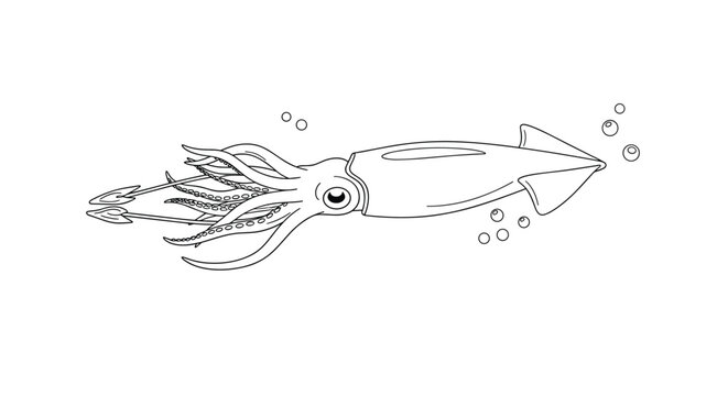 Detailed black and white line art illustration of a squid swimming in the ocean surrounded by small bubbles or eggs.