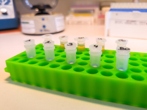 Brussels, Belgium. Numbered microcentrifuge tubes prepared for DNA extraction in a molecular biology laboratory.