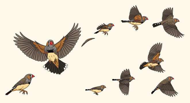 Collection of zebra finches in various flight and perched stages against a light cream background for nature studies.