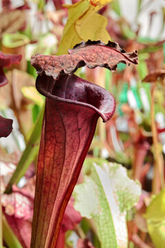 Carnivorous plant Sarracenia, commonly called trumpet pitcher, showing its insectivorous trap mechanism in a natural bog habitat