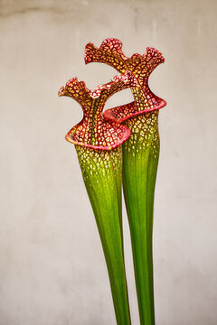 Carnivorous plant Sarracenia, commonly called trumpet pitcher, showing its insectivorous trap mechanism in a natural bog habitat