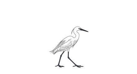 Obraz premium Minimalist line art drawing of an elegant white heron or egret walking gracefully on a white background for coloring pages.