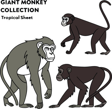 Giant monkey illustrations, tropical animal collection, vector monkeys, wildlife graphics