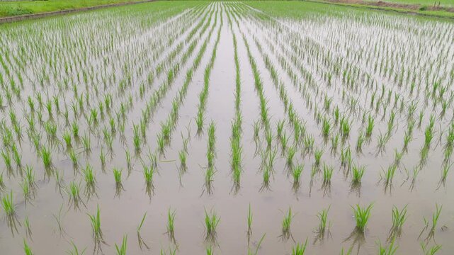 梅雨の雨が降る田植え直後の水田の風景。等倍再生
