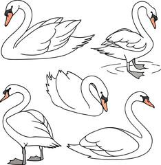 White swan vector icons, swan illustrations, bird graphics, animal clip art, 5 swans © ahosan