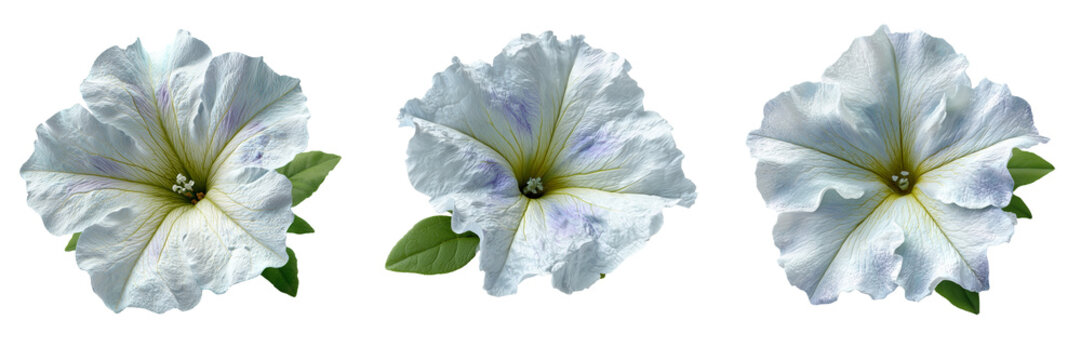 Set of Fresh white petunia blossom displaying delicate layered petals on transparent png background. Ai generated